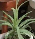 Horcapigro